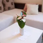Apartman Rita Zára